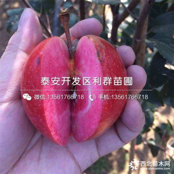 紅肉蘋果樹苗