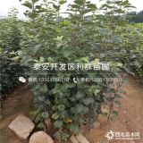 煙富0號蘋果苗、新品種煙富0號蘋果苗、煙富0號蘋果苗價格