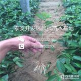 Y1樱桃树苗 Y1樱桃树苗价格