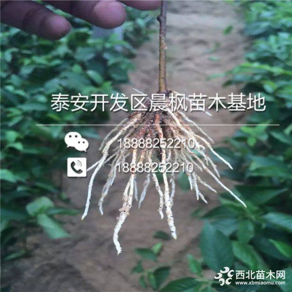 Y1砧木樱桃树苗