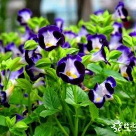 夏堇 成都花乡大量供应优质草花夏堇 公园绿化花卉夏堇批发价优