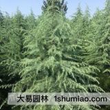 5米雪松河南哪里有？?jī)r(jià)格便宜樹形好的