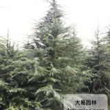 河南洛陽(yáng)哪里有7米雪松的基地？樹形好價(jià)格便宜