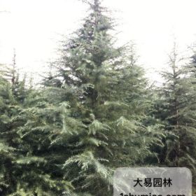 河南洛阳哪里有7米雪松的基地？树形好价格便宜