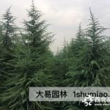 陕西雪松怎么样？在哪里可以买到？