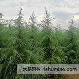 雪松產(chǎn)地報價，陜西雪松報價表