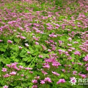 供应红花酢浆草 成都20公分红花酢浆草基地直销 量大优惠色正