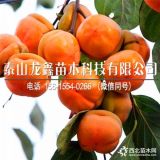 陽豐柿子樹苗哪里有，陽豐柿子苗多少錢一棵