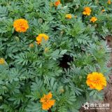 孔雀草基地直供 成都園林工程綠化花卉孔雀草批發(fā) 量大優(yōu)惠