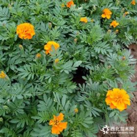 孔雀草基地直供 成都园林工程绿化花卉孔雀草批发 量大优惠