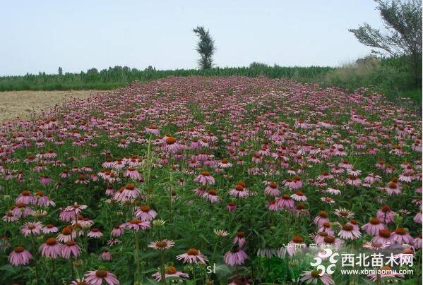 松果菊