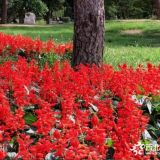 一串紅基地直銷 成都一串紅優(yōu)質(zhì)小苗批發(fā) 規(guī)格齊全量大價優(yōu)