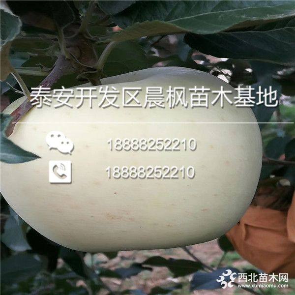 瑞阳苹果苗