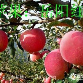 岳陽紅蘋果苗  岳陽紅二刀蘋果苗  價(jià)格合理 成活率高