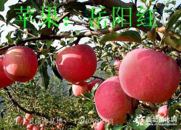 岳陽(yáng)紅蘋(píng)果苗