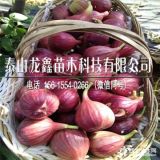 波姬红无花果树苗、波姬红无花果树苗