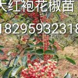 大紅袍花椒苗？ 大紅袍花椒苗種植基地