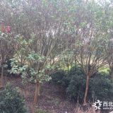 3公分紫薇樹苗圃基地供應(yīng)