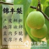 遼寧錦豐梨苗報(bào)價(jià) 基地品質(zhì)優(yōu)良