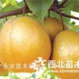 遼寧尖把梨苗 價(jià)格優(yōu)惠 基地品質(zhì)保證