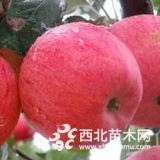 山西紅富士蘋果樹規(guī)格，蘋果樹價格