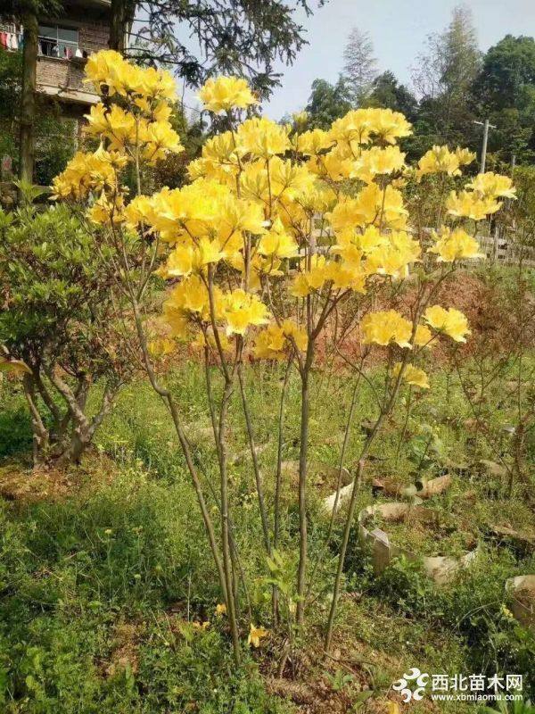 黃花映山紅袋苗