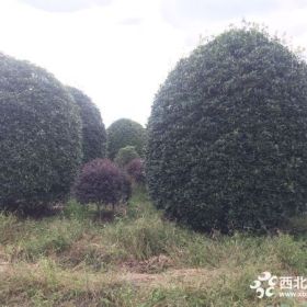 低分枝桂花笼子，郫县基地供应