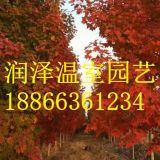 秋日夢幻紅楓基地 北美十月光輝紅楓苗圃 銀紅槭狂歡