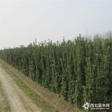 山東1.5米高側(cè)柏小苗品質(zhì)好