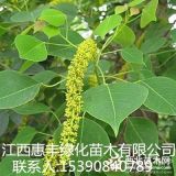 地徑1公分烏桕小苗價格/地徑2公分烏桕小苗價格/批發(fā)烏桕小苗