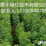 2018烏桕小苗哪里有?九江惠豐批發(fā)烏桕小苗