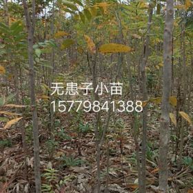 供应3-5公分的无患子小苗，数量500万棵