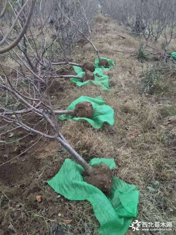 樱桃苗种植时间