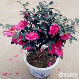 供應(yīng)花卉茶梅小苗，當(dāng)年小苗