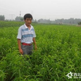 山東桃樹苗、山東水蜜桃樹苗、山東水蜜桃樹樹苗新品種