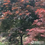 供應(yīng)紅楓 紅楓圖片 紅楓基地圖片