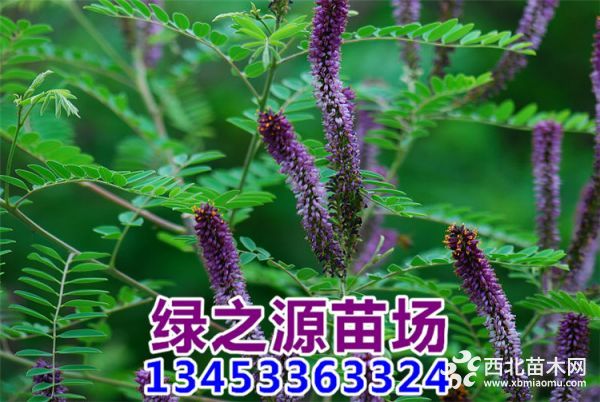 紫穗槐15