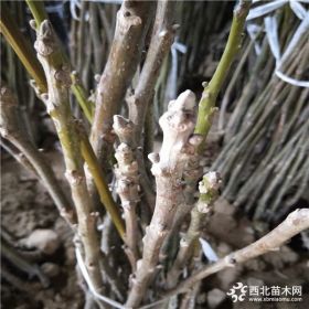 香玲核桃苗苗木基地种植管理