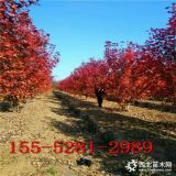 出售8公分紅點(diǎn)紅楓 9公分 10公分11公分美國紅楓價(jià)格