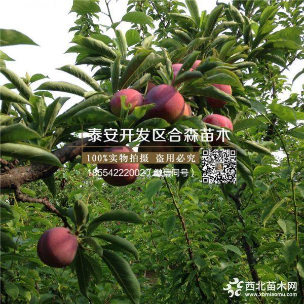 脆紅李子樹苗