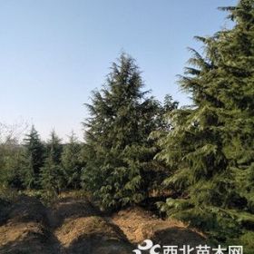 南京籽播雪松工程苗价格