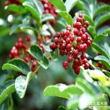 小紅袍花椒苗批發(fā)