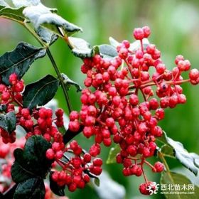 豆椒花椒苗批发价格 豆椒花椒苗种植基地