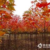 8公分美國(guó)紅楓