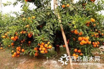 沃柑的价格多少钱一斤-广西沃柑苗批发桂林沃柑苗哪里有卖