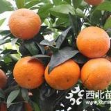 種植沃柑一畝收入多少錢-廣西沃柑苗價格河池沃柑苗批發(fā)