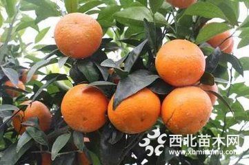 種植沃柑一畝收入多少錢-廣西沃柑苗價(jià)格河池沃柑苗批發(fā)