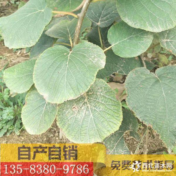 紅陽(yáng)獼猴桃樹(shù)苗