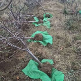 山东大樱桃树苗批发种植基地