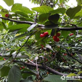 樱桃苗有几种培育方法 235年樱桃苗种植基地